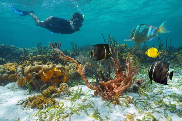 Grenada: snorkeling