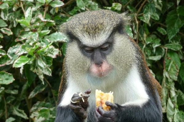 Grenada: the mona monkey